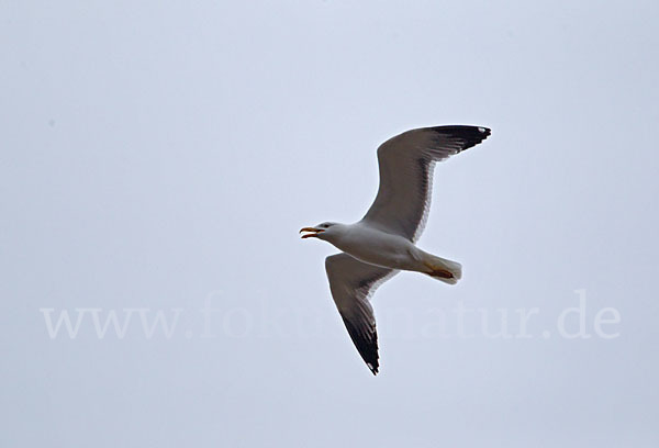 Tundramöwe (Larus heuglini)