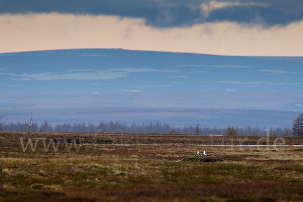 Tundramöwe (Larus heuglini)