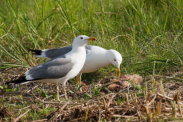 Tundramöwe (Larus heuglini)