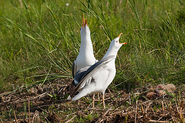 Tundramöwe (Larus heuglini)