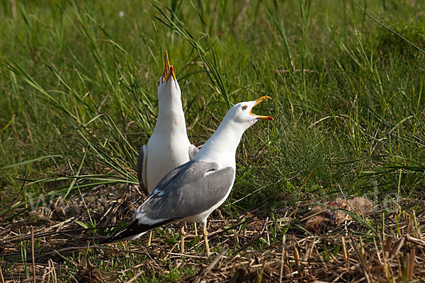 Tundramöwe (Larus heuglini)