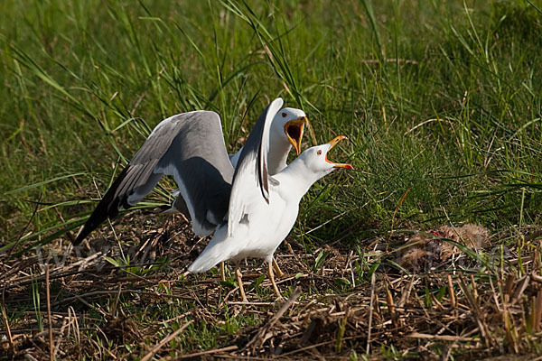 Tundramöwe (Larus heuglini)