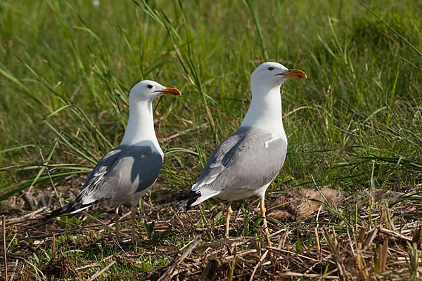 Tundramöwe (Larus heuglini)