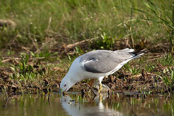 Tundramöwe (Larus heuglini)