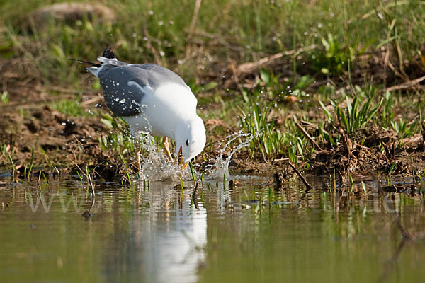 Tundramöwe (Larus heuglini)