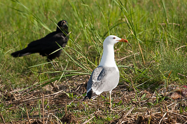 Tundramöwe (Larus heuglini)