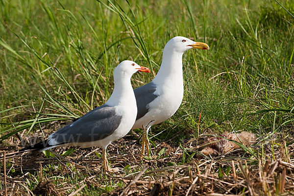 Tundramöwe (Larus heuglini)