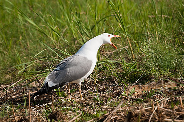 Tundramöwe (Larus heuglini)