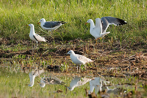 Tundramöwe (Larus heuglini)