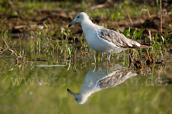 Tundramöwe (Larus heuglini)