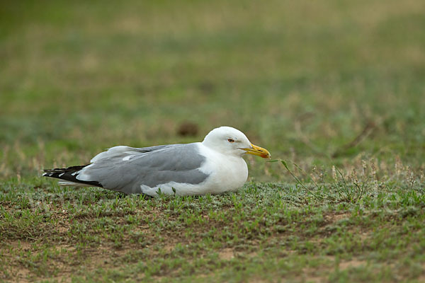 Tundramöwe (Larus heuglini)