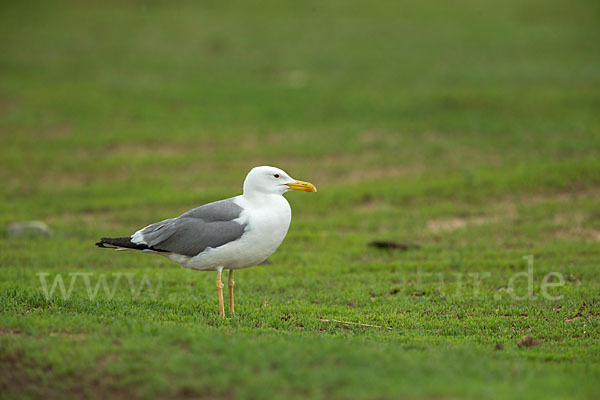 Tundramöwe (Larus heuglini)