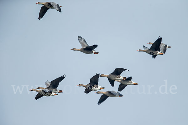 Tundrasaatgans (Anser fabalis rossicus)