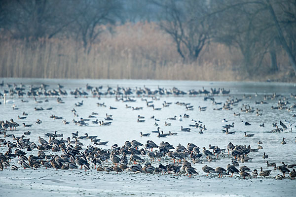 Tundrasaatgans (Anser fabalis rossicus)