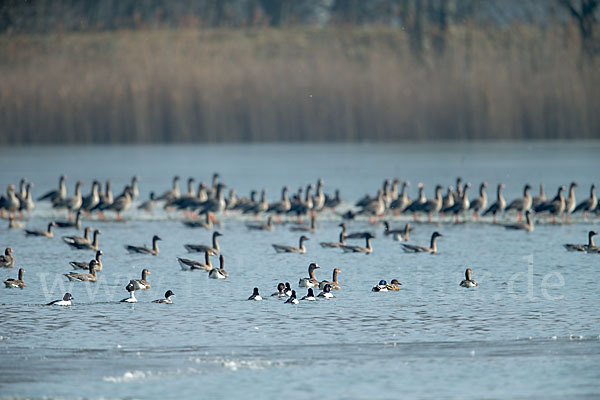 Tundrasaatgans (Anser fabalis rossicus)