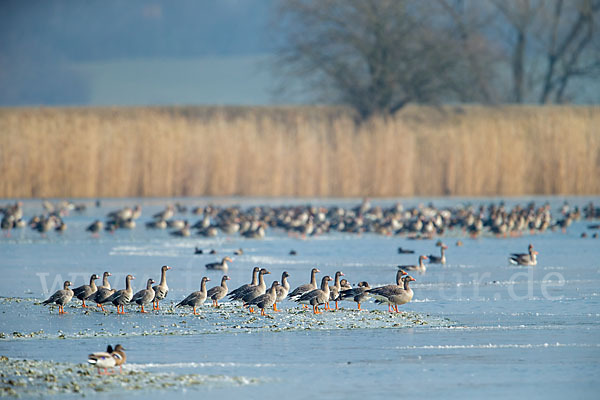 Tundrasaatgans (Anser fabalis rossicus)