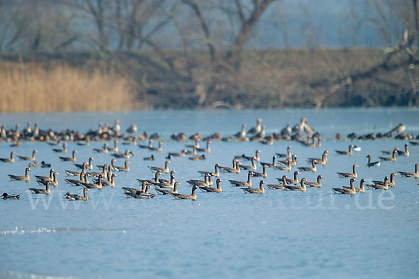 Tundrasaatgans (Anser fabalis rossicus)