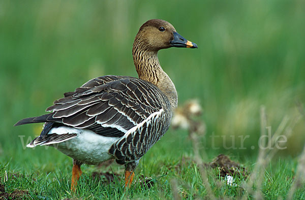 Tundrasaatgans (Anser fabalis rossicus)