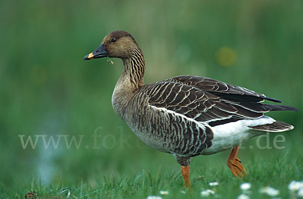 Tundrasaatgans (Anser fabalis rossicus)