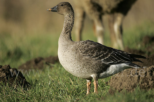 Tundrasaatgans (Anser fabalis rossicus)