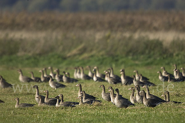 Tundrasaatgans (Anser fabalis rossicus)