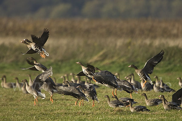 Tundrasaatgans (Anser fabalis rossicus)