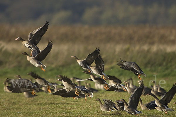 Tundrasaatgans (Anser fabalis rossicus)