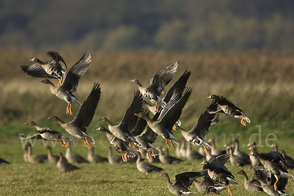 Tundrasaatgans (Anser fabalis rossicus)