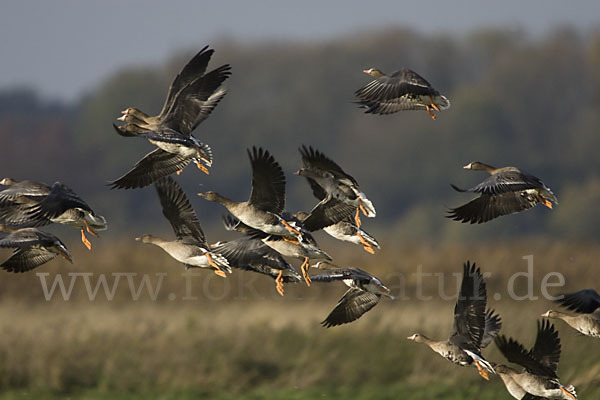 Tundrasaatgans (Anser fabalis rossicus)