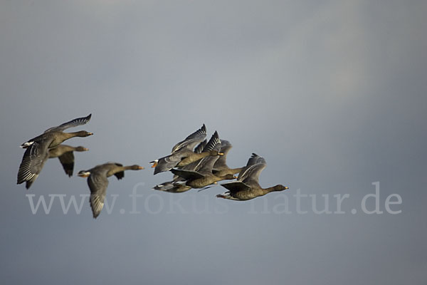 Tundrasaatgans (Anser fabalis rossicus)