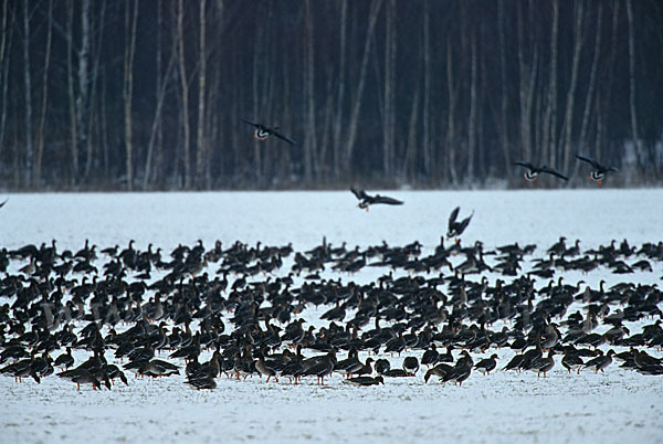 Tundrasaatgans (Anser fabalis rossicus)