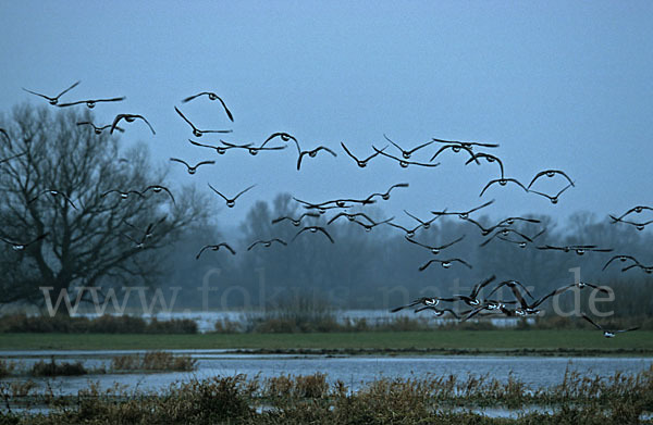 Tundrasaatgans (Anser fabalis rossicus)