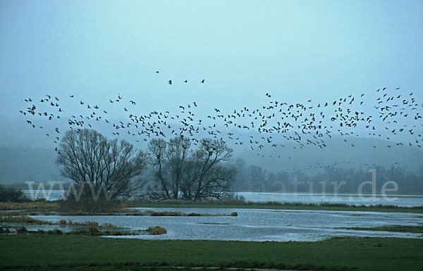 Tundrasaatgans (Anser fabalis rossicus)