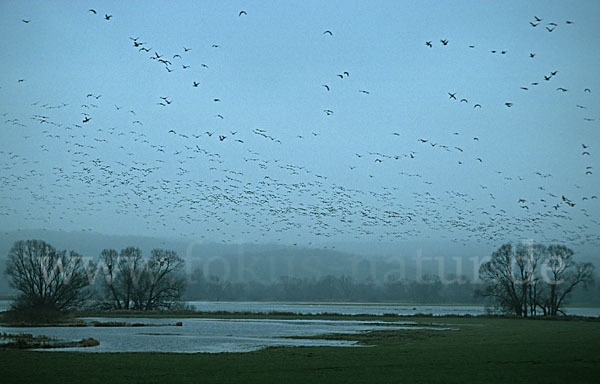 Tundrasaatgans (Anser fabalis rossicus)