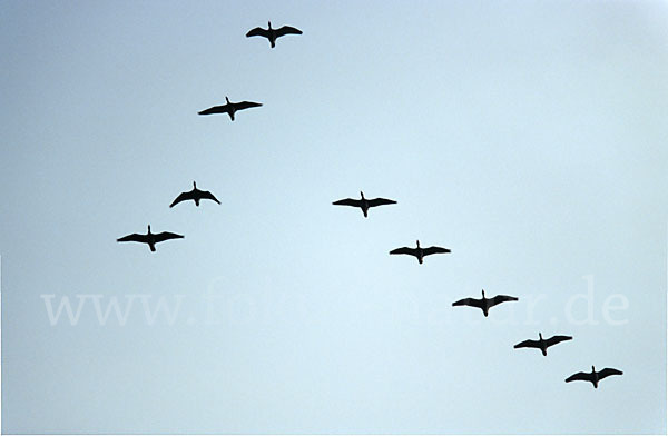 Tundrasaatgans (Anser fabalis rossicus)