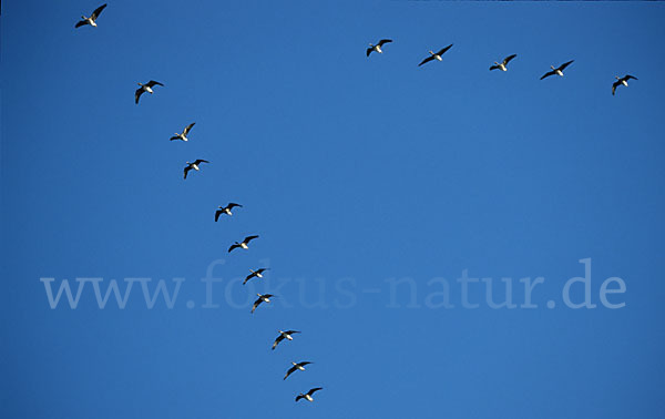 Tundrasaatgans (Anser fabalis rossicus)