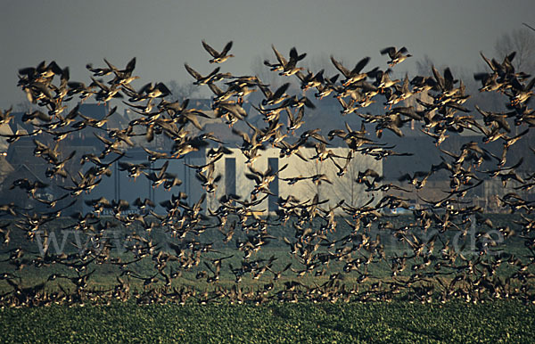 Tundrasaatgans (Anser fabalis rossicus)