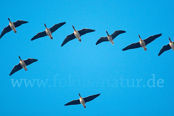 Tundrasaatgans (Anser fabalis rossicus)