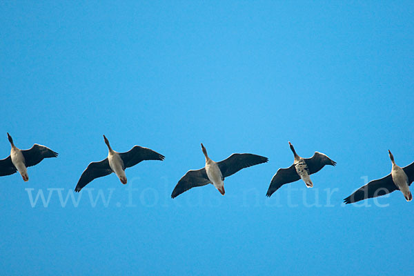 Tundrasaatgans (Anser fabalis rossicus)