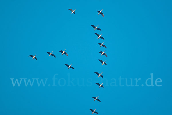 Tundrasaatgans (Anser fabalis rossicus)