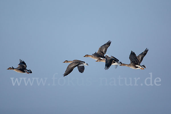 Tundrasaatgans (Anser fabalis rossicus)