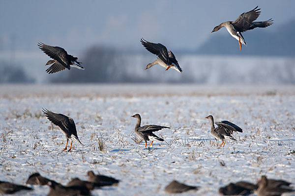 Tundrasaatgans (Anser fabalis rossicus)