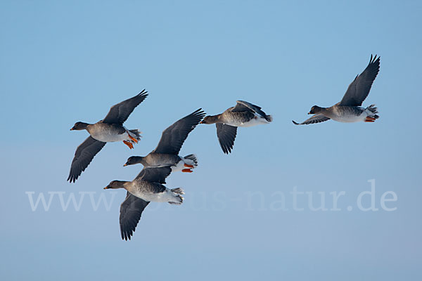 Tundrasaatgans (Anser fabalis rossicus)