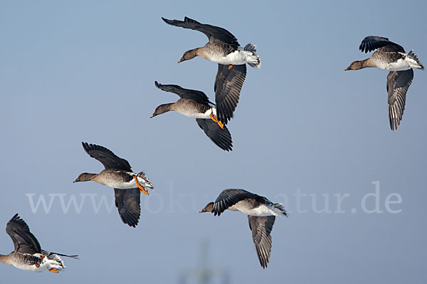 Tundrasaatgans (Anser fabalis rossicus)