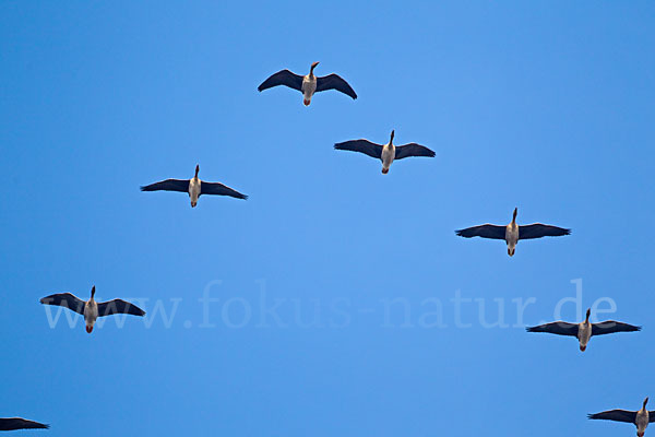 Tundrasaatgans (Anser fabalis rossicus)