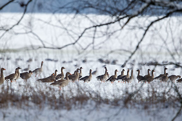 Tundrasaatgans (Anser fabalis rossicus)