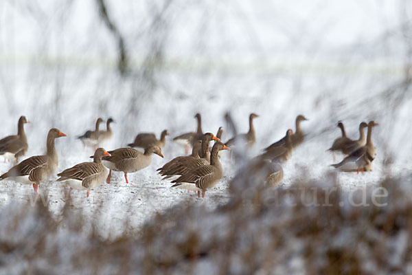 Tundrasaatgans (Anser fabalis rossicus)