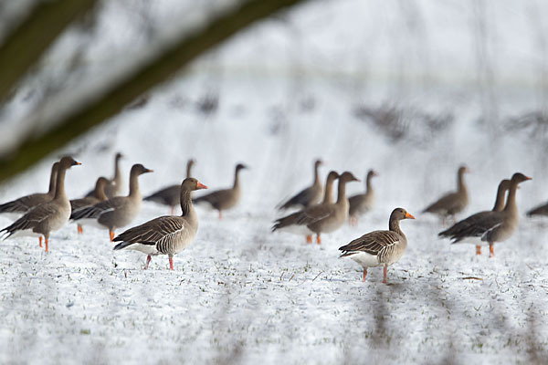 Tundrasaatgans (Anser fabalis rossicus)