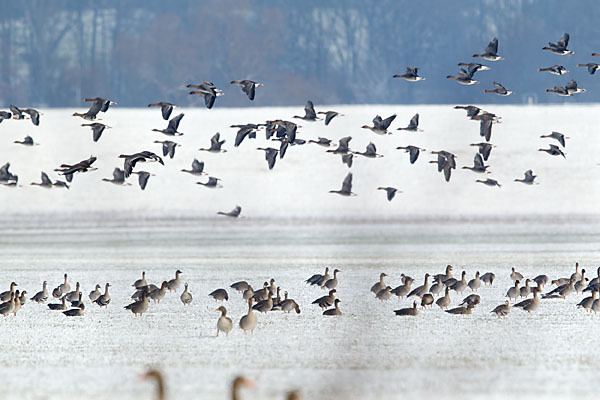 Tundrasaatgans (Anser fabalis rossicus)