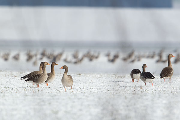 Tundrasaatgans (Anser fabalis rossicus)